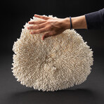 Genuine Table Coral // 7lb