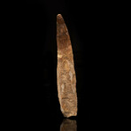 Spinosaurus Tooth // 5.25" High