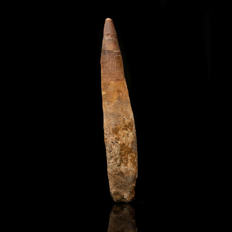 Spinosaurus Tooth // 5.25" High