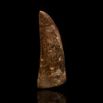 African T. Rex Tooth // 3.5" High