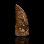 African T. Rex Tooth // 3.5" High