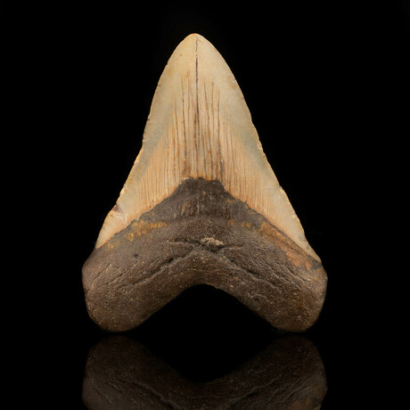 Megalodon Tooth // 4.1" High