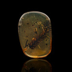 Burmese Amber With Feather // 2.63 Grams