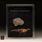 Edmontosaurus Fossil Box