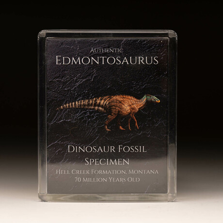 Edmontosaurus Fossil Box