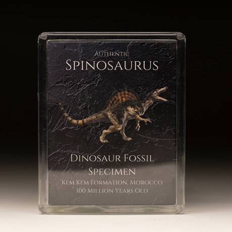 Spinosaurus Fossil Box