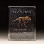 Triceratops Fossil Box