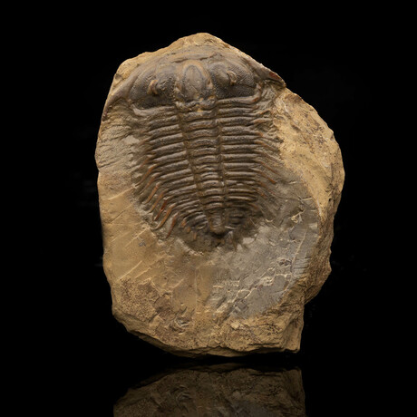 Trilobite Fossil (Damesellidae) // 114 Grams