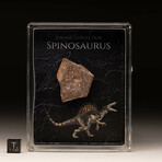 Spinosaurus Fossil Box