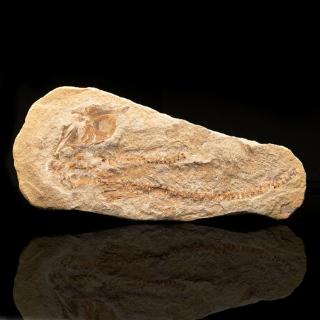Donkey Fish Fossil // 6.5 Lb. - Astro West PERMANENT STORE - Touch of ...