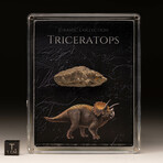 Triceratops Fossil Box