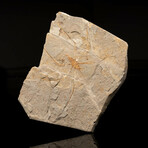 Jurachresmoda Insect Fossil // 299 Grams