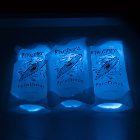 PyroDino 3-Pack