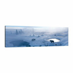 Bison West Thumb Geyser Basin Yellowstone National Park, Wyoming, USA by Panoramic Images (12"H x 36"W x 1.5"D)