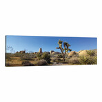 Spring Landscape I, Joshua Tree National Park, California, USA by Panoramic Images (12"H x 36"W x 1.5"D)