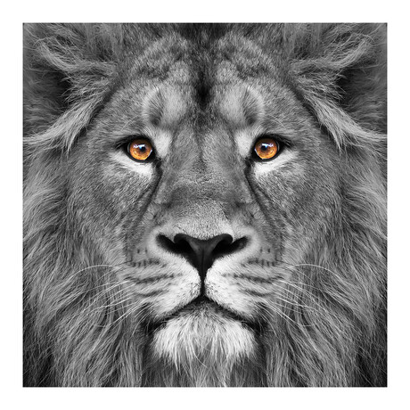 King of the Jungle & Eye of the Tiger // Frameless Printed Tempered Art Glass (King of the Jungle  Only)