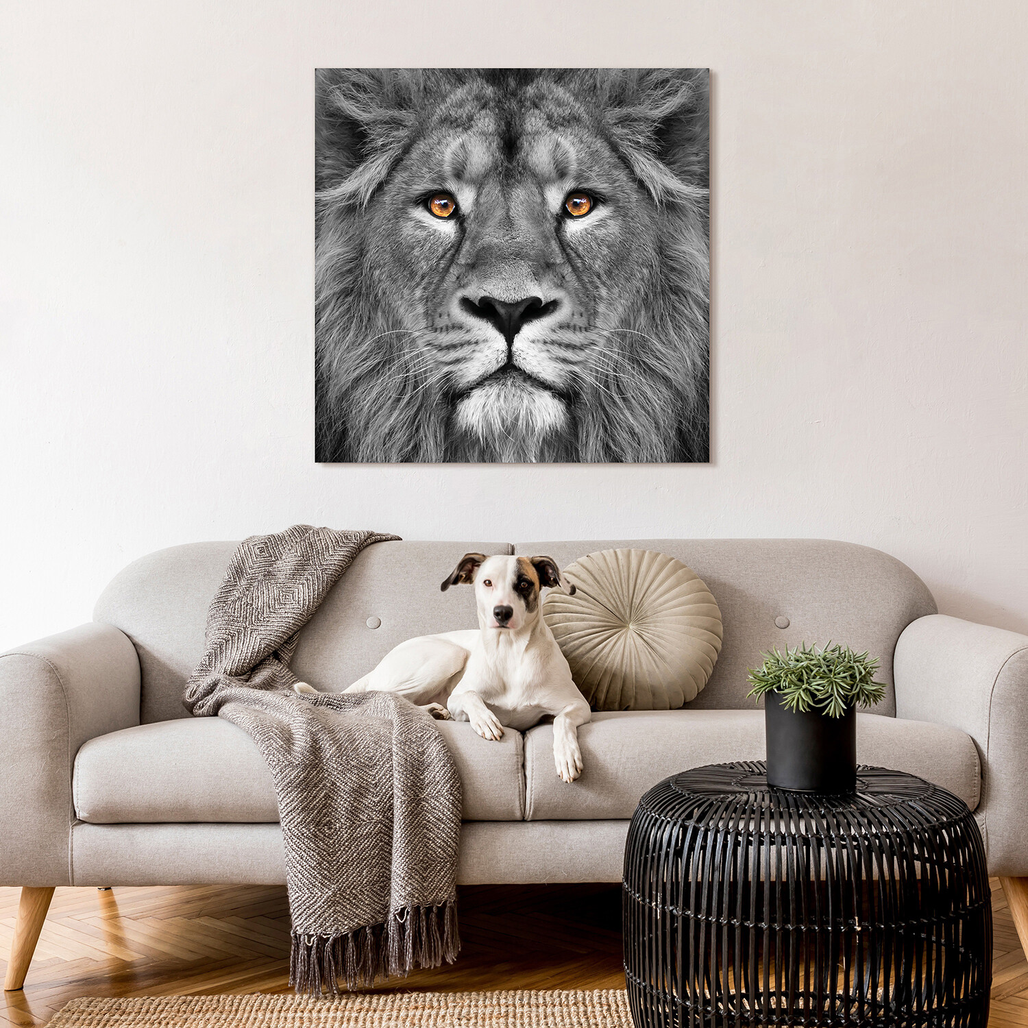 King of the Jungle & Eye of the Tiger // Frameless Printed Tempered Art ...