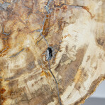 Genuine Polished Petririfed Wood Slice