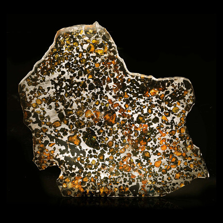 Sericho Pallasite Meteorite Slice // 478 Grams
