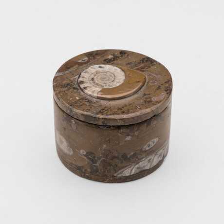 Ammonite and Orthoceras Fossil Round Box // Small