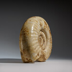 Natural Ammonite Fossil from Madagascar