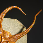 Genuine Ophiuroidea Brittle Star Fossil with Display Stand