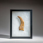 Genuine Natural Spinosaurus Foot Claw