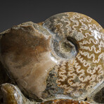 Genuine Natural Fossilized Ammonite Cluster // 17.5 lb