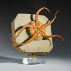 Genuine Ophiuroidea Brittle Star Fossil with Display Stand