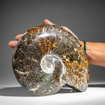 Genuine Natural Calcified Ammonite Fossil // 4 lb