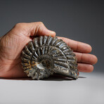 Genuine Duvilliceras Ammonite Fossil // 491.3 g