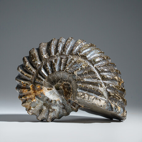 Genuine Duvilliceras Ammonite Fossil // 491.3 g