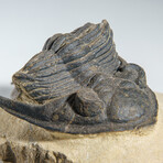 Genuine Trilobite (Ptychopariida) Fossil on Matrix // 163.7 g
