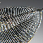 Genuine Trilobite (Ptychopariida) Fossil on Matrix // 421.7 g