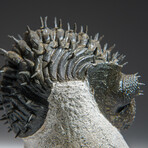 Genuine Drotops Spiny Trilobite Fossil