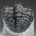 Genuine Drotops Spiny Trilobite Fossil