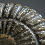 Genuine Duvilliceras Ammonite Fossil // 553.3 g