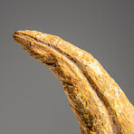 Genuine Natural Spinosaurus Foot Claw