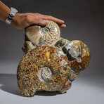 Genuine Natural Fossilized Ammonite Cluster // 17.5 lb