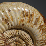 Natural Ammonite Fossil from Madagascar
