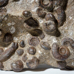 Genuine Natural Fossilized Ammonite Cluster