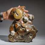 Genuine Natural Fossilized Ammonite Cluster // 15lb
