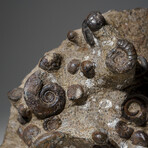 Genuine Natural Fossilized Ammonite Cluster