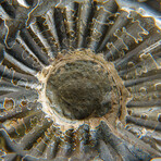 Genuine Duvilliceras Ammonite Fossil // 553.3 g