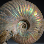 Genuine Opalized Ammonite Fossil wiith Acrylic Display Stand