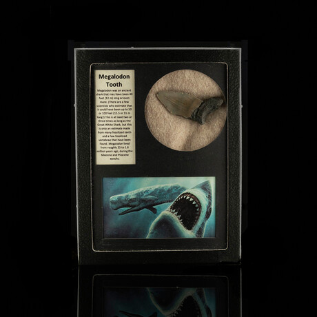 Megalodon Tooth Fossil in Collector's Box