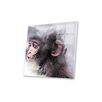 Monkey Print On Acrylic Glass by Paul Haag