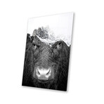 Bull Print On Acrylic Glass by Paul Haag