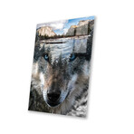 Wolf Print On Acrylic Glass by Paul Haag