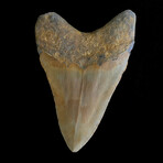 4.82" High Quality Megalodon Tooth